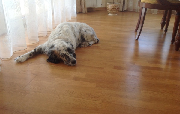 Английский сеттер устал