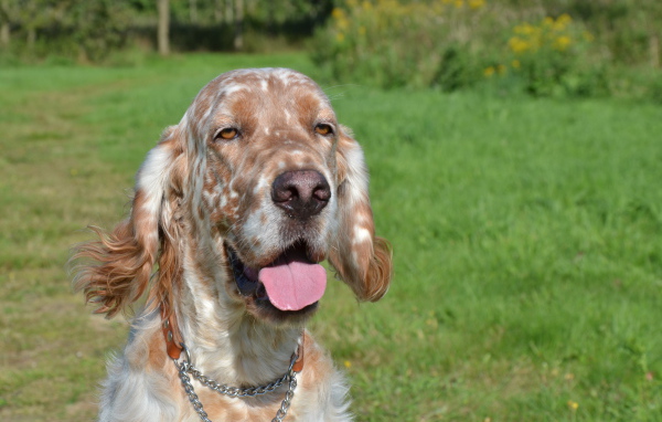 Английский сеттер пригрелся на солнце