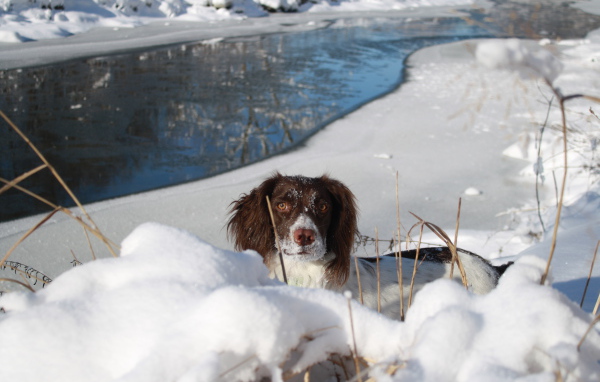 Английский спрингер-спаниель в сугробе