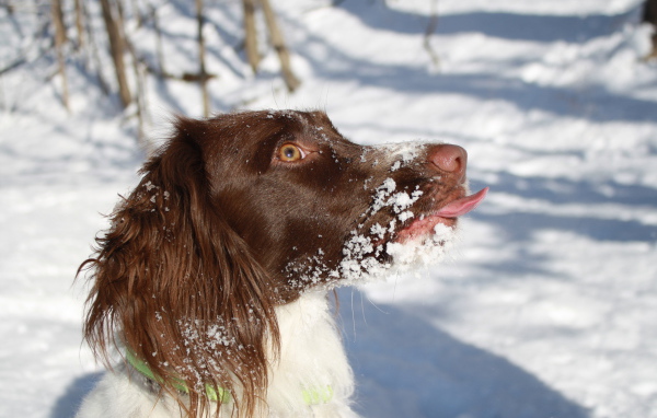 Английский спрингер-спаниель в снегу крупным планом