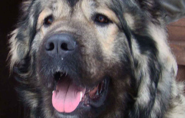 Огромная Кавказская овчарка показывает свой язык