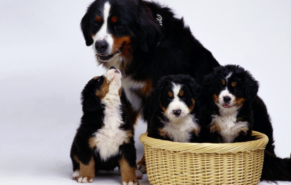 Семья бернской пастушьей собаки на белом фоне