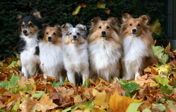 Семья собак породы шелти