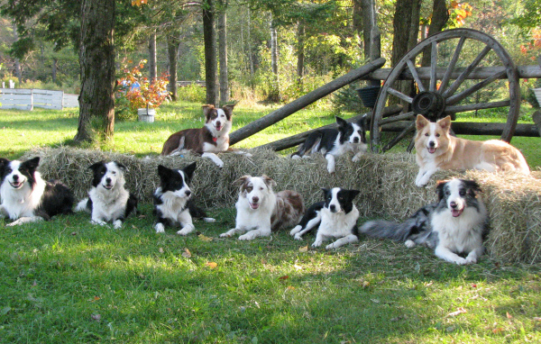 Семья собак бордер-колли