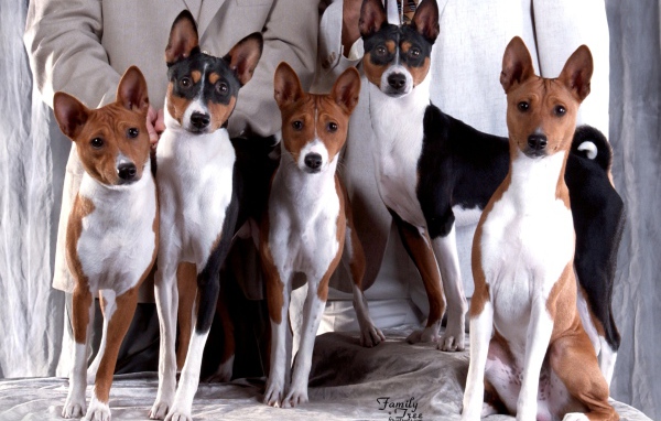 Семейная фотография собак породы басенджи
