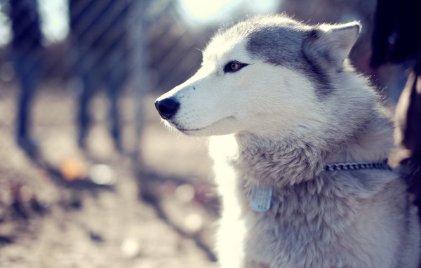 Самка аляскинского маламута