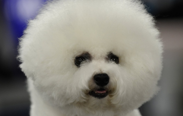 Пушистая собака породы бишон-фриз