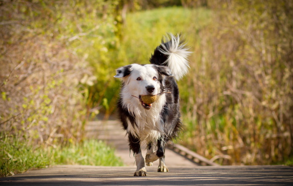 Пушистая собака с мячом