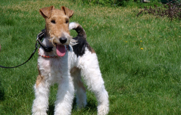 Фокстерьер на траве