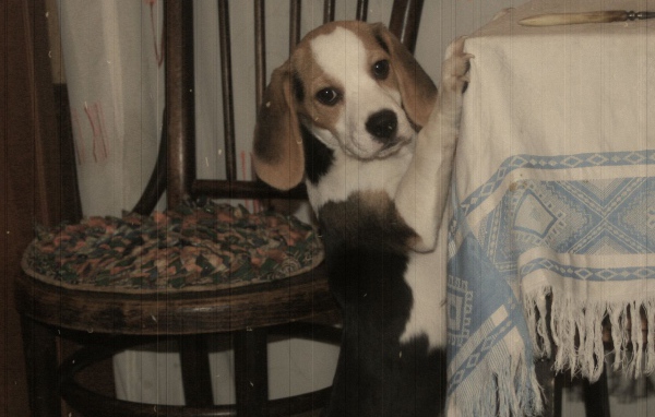 Фокстерьер на столе