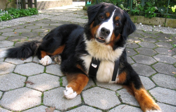 Смешная бернская пастушья собака