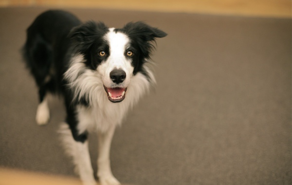 Смешная бордер-колли