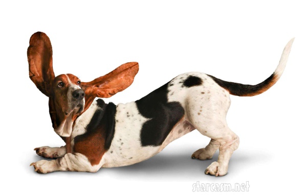 Смешной бассет-хаунд на белом фоне