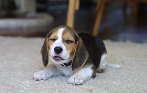 Смешная собака породы бигль на ковре