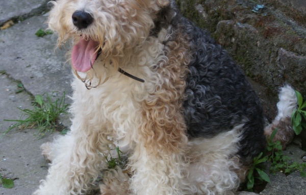 Пушистый Фокстерьер