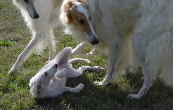 Грейхаунд семья