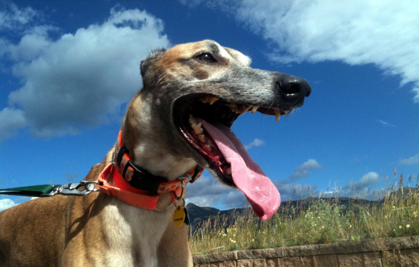 Грейхаунд в итальянских полях