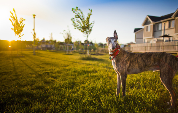 Грейхаунд в окрестности