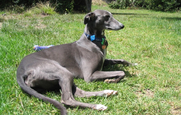 Грейхаунд лежит на траве