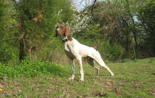 Немецкий Пойнтер в лесу