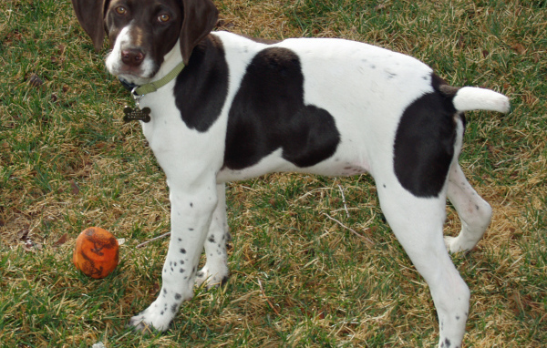 Немецкий Пойнтер играет в саду