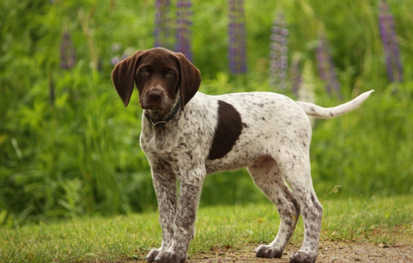 Немецкий щенок Пойнтер в лесу