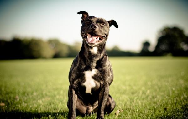 Довольный питбуль на траве