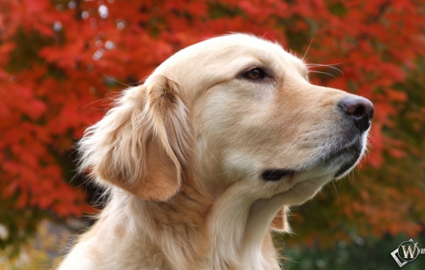 Золотой терьер и осенние дерево