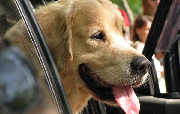 Золотой терьер в машине