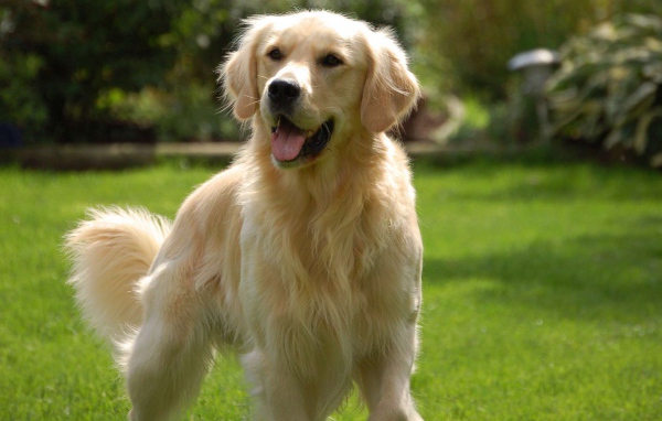 Золотой терьер играет на заднем дворе