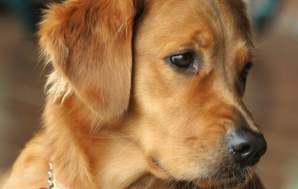 Золотой терьер выглядит заинтересованным