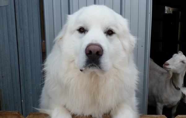 Большая пиренейская собака и коза