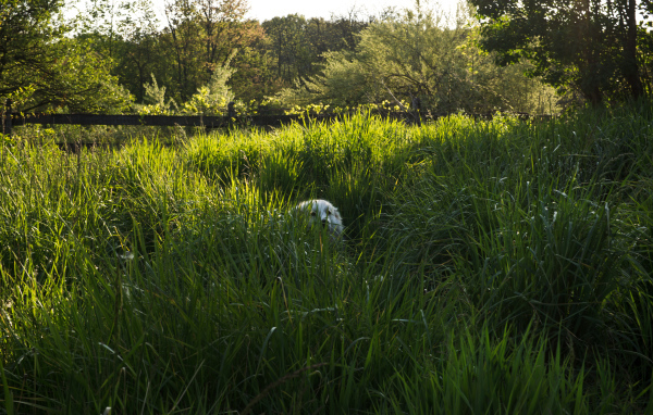 Большая пиренейская собака спряталась в высокой траве