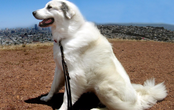 Большая пиренейская собака на фоне города