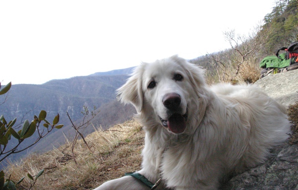 Большая пиренейская собака на холме