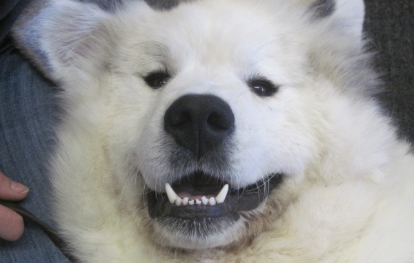 Большая пиренейская собака улыбается