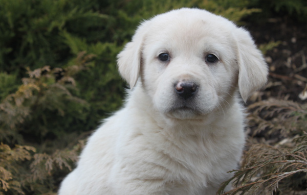 Щенок большой пиренейской собаки в кустарнике