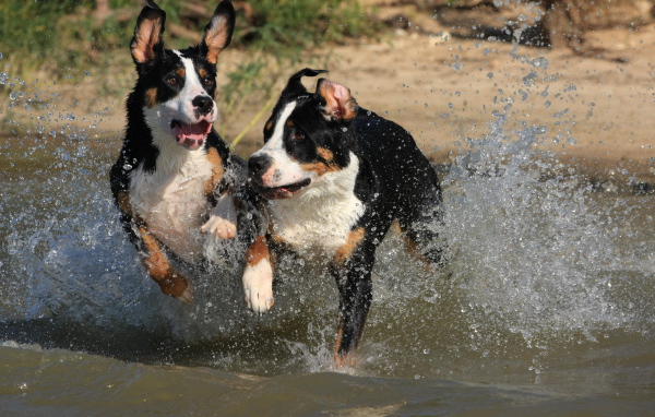 Щенки большого швейцарского зенненхунда бегут по воде