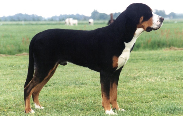 Большой швейцарский зенненхунд в поле