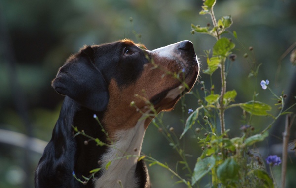 Большой швейцарский зенненхунд смотрит вверх