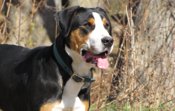 Большой швейцарский зенненхунд смотрит вдаль