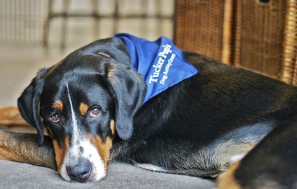 Большой швейцарский зенненхунд отдыхает