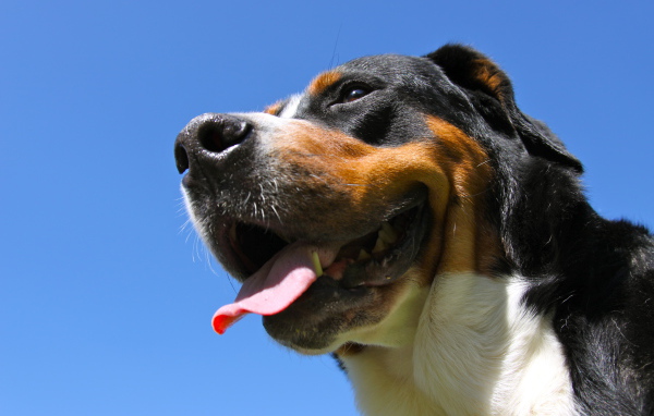 Большой швейцарский зенненхунд улыбается на фоне неба