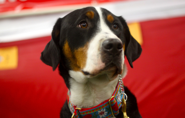 Большой швейцарский зенненхунд с грустными глазами на красном фоне