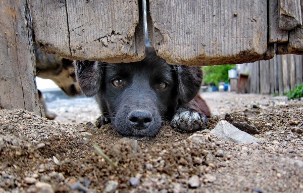 Охранник дома