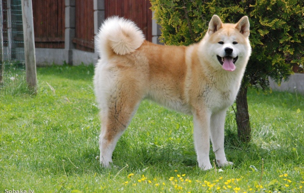 Счастливая акита-ину