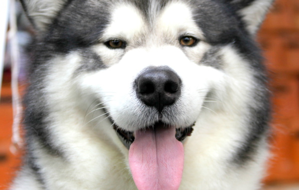 Счастливый аляскинский маламут