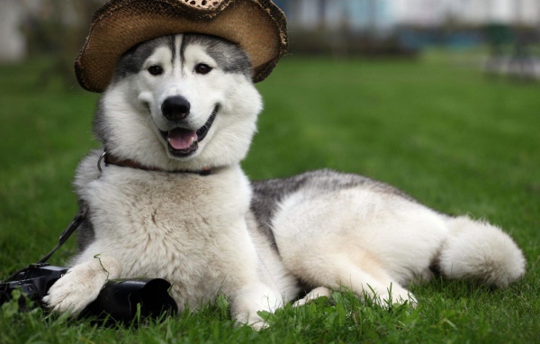 Счастливый аляскинский маламут в шляпе