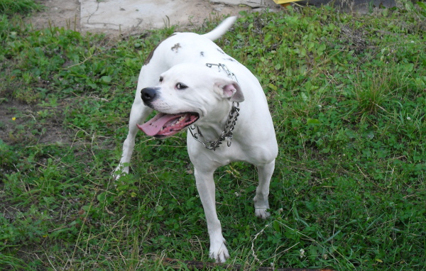 Счастливый американский бульдог