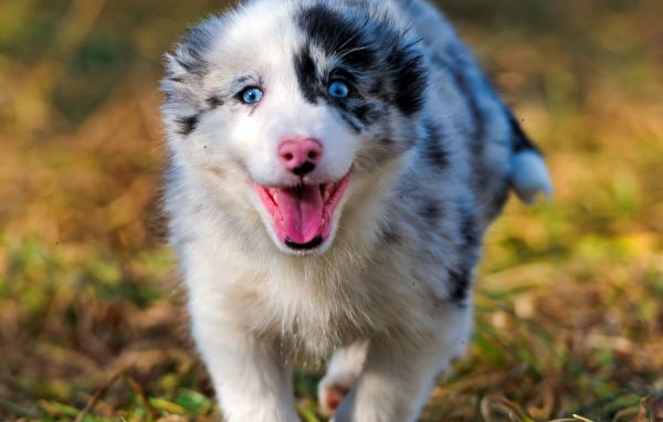 Счастливая австралийская овчарка бежит